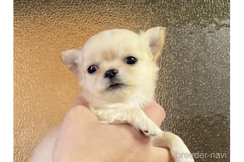 成約済の静岡県のチワワ(ロングコート)-172493の2枚目