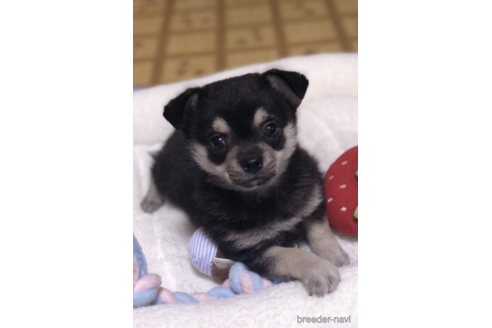 成約済の千葉県のミックス犬-172498