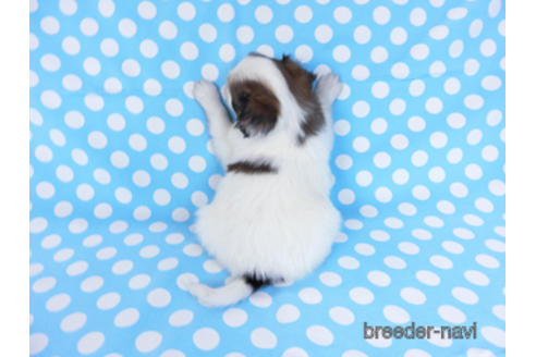 成約済の千葉県のパピヨン-172505の8枚目