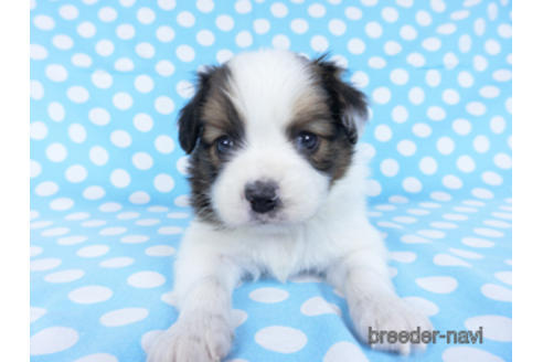 成約済の千葉県のパピヨン-172505の7枚目