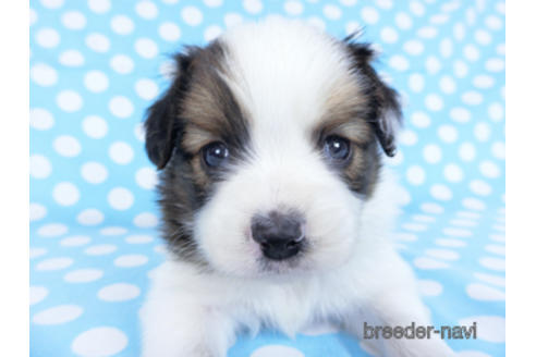 成約済の千葉県のパピヨン-172505の6枚目