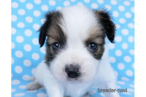 成約済の千葉県のパピヨン-172505の5枚目