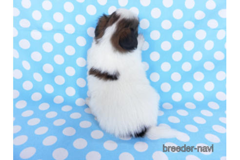 成約済の千葉県のパピヨン-172510の16枚目