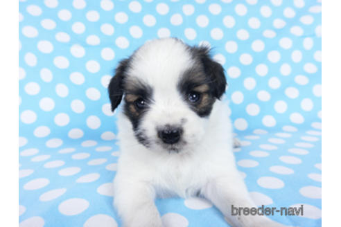 成約済の千葉県のパピヨン-172510の15枚目