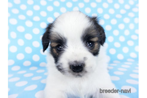 成約済の千葉県のパピヨン-172510の14枚目