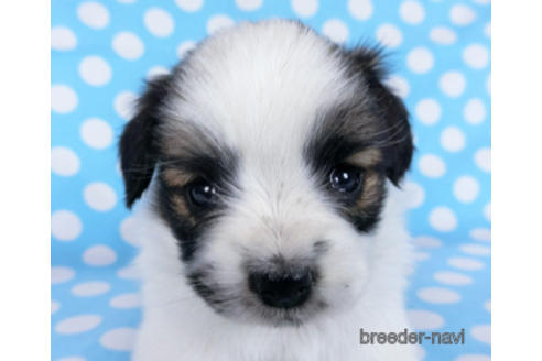 成約済の千葉県のパピヨン-172510の13枚目