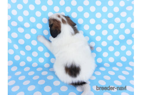 成約済の千葉県のパピヨン-172517の8枚目