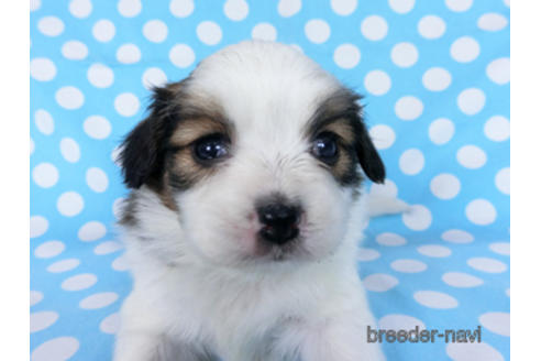 成約済の千葉県のパピヨン-172517の7枚目