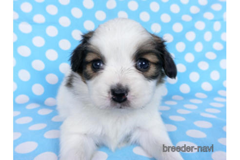 成約済の千葉県のパピヨン-172517の6枚目