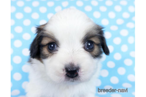 成約済の千葉県のパピヨン-172517の5枚目