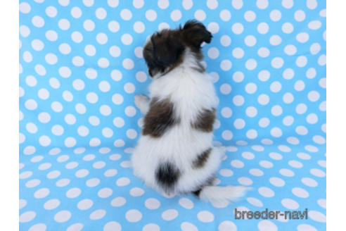 成約済の千葉県のパピヨン-170889の4枚目