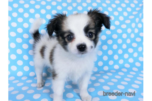 成約済の千葉県のパピヨン-170889の3枚目