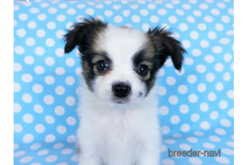 成約済の千葉県のパピヨン-170889の2枚目