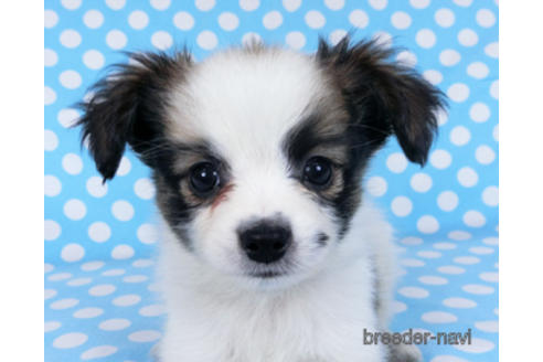 成約済の千葉県のパピヨン-170889の1枚目