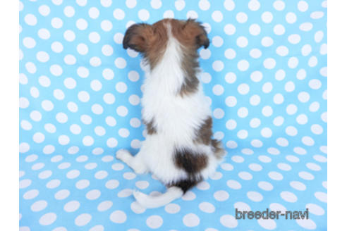 成約済の千葉県のパピヨン-170892の4枚目