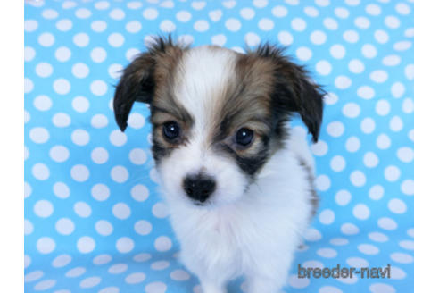 成約済の千葉県のパピヨン-170892の3枚目