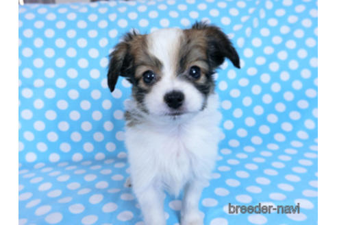 成約済の千葉県のパピヨン-170892の2枚目