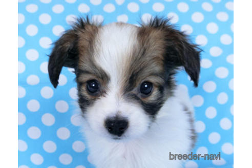 成約済の千葉県のパピヨン-170892