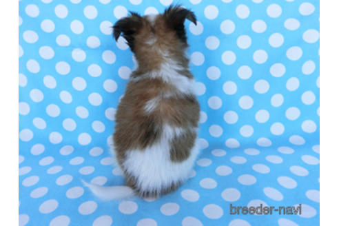 成約済の千葉県のパピヨン-170893の4枚目