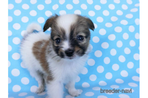 成約済の千葉県のパピヨン-170893の3枚目