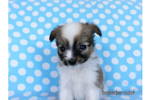 成約済の千葉県のパピヨン-170893の2枚目