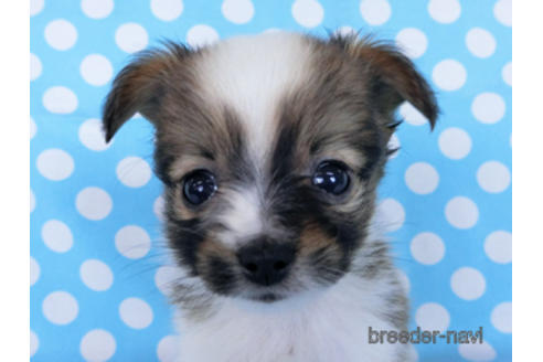 成約済の千葉県のパピヨン-170893