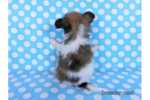 成約済の千葉県のパピヨン-172520の8枚目