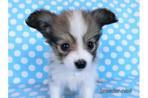 成約済の千葉県のパピヨン-172520の7枚目