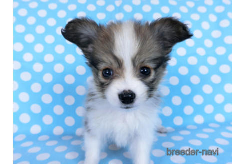 成約済の千葉県のパピヨン-172520の6枚目