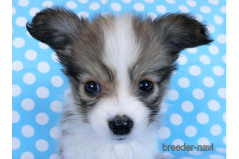 成約済の千葉県のパピヨン-172520の5枚目