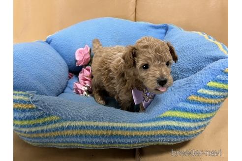 成約済の栃木県のトイプードル-172549の1枚目