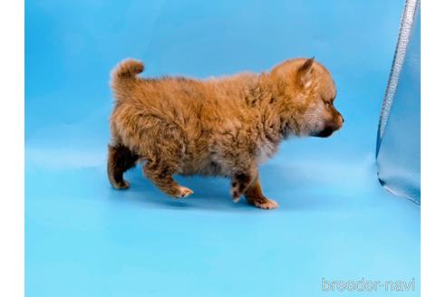 成約済の東京都の豆柴-172621の2枚目