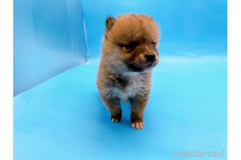 成約済の東京都の豆柴-172621の3枚目