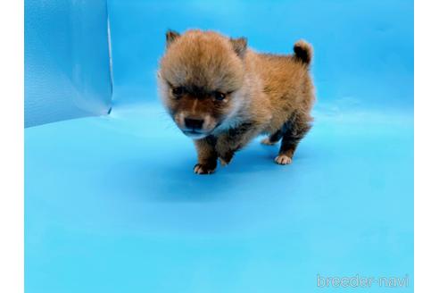 成約済の東京都の豆柴-172621の4枚目