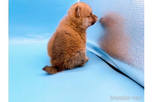 成約済の東京都の豆柴-172621の6枚目