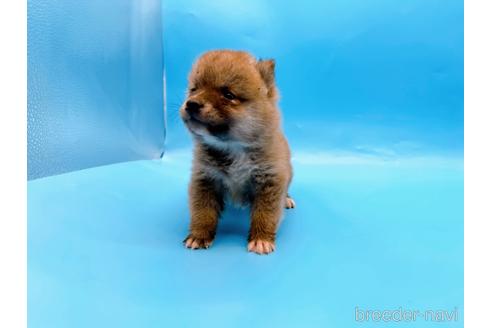 成約済の東京都の豆柴-172621の8枚目