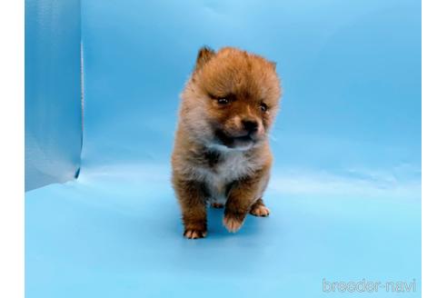 成約済の東京都の豆柴-172621の9枚目