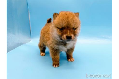 成約済の東京都の豆柴-172621の1枚目