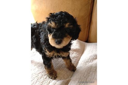 兵庫県のタイニープードル 男の子 22 02 06生まれ ブラックタン 子犬id ブリーダーナビ