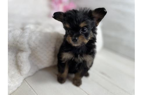 成約済の京都府のチワプー:チワワ×トイプードル-170869の6枚目