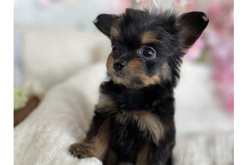 成約済の京都府のチワプー:チワワ×トイプードル-170869の5枚目