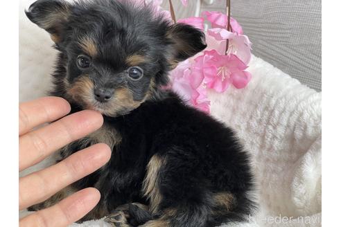 成約済の京都府のチワプー:チワワ×トイプードル-170869の4枚目