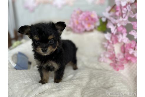 成約済の京都府のチワプー:チワワ×トイプードル-170869の3枚目