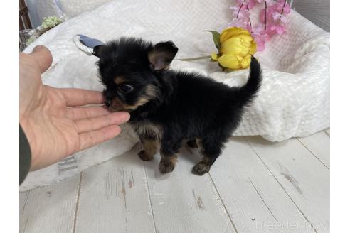 成約済の京都府のチワプー:チワワ×トイプードル-170869の2枚目