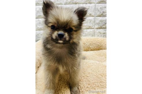 成約済の茨城県のポメチワ:ポメラニアン×チワワ-169107の4枚目