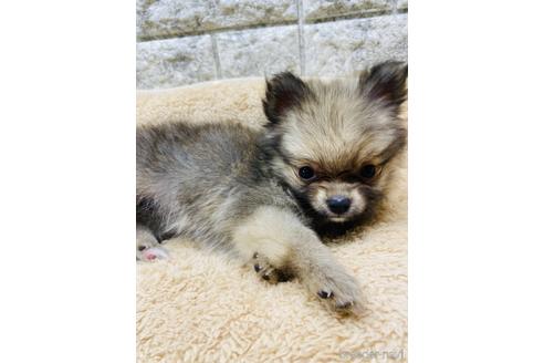 成約済の茨城県のポメチワ:ポメラニアン×チワワ-169107の3枚目