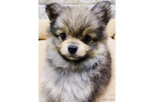 成約済の茨城県のポメチワ:ポメラニアン×チワワ-169109の1枚目