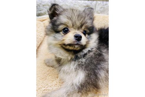 成約済の茨城県のポメチワ:ポメラニアン×チワワ-169109の3枚目