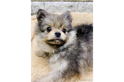 成約済の茨城県のポメチワ:ポメラニアン×チワワ-169109の2枚目