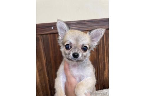 成約済の愛知県のチワワ(ロングコート)-172605の1枚目